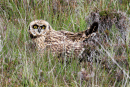 Short Earred Owl