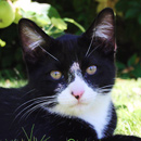 Kitten in the grass