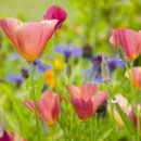 Californian poppies
