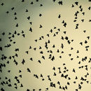 Flying with Icarus