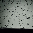 Home to Roost