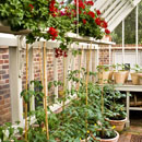 tomato plants