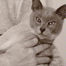 slightly grumpy burmese