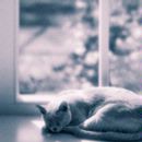 Phantom, napping