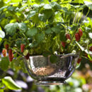 Strawberry planter