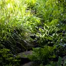 Bog Garden