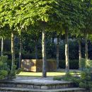 Pleached Hornbeams