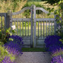 Lavender walkway
