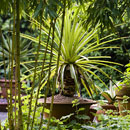 Tropical planting