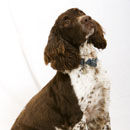 Handsome dog !