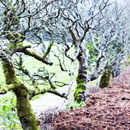 Trained Fruit Trees