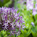 Allium