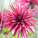 Red Dahlia