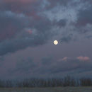 Moonrise over Bepton Down
