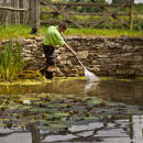 Pond Maintenance