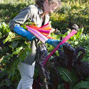 Harvesting chard