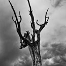 Lightning tree