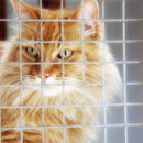 Chichester Cattery