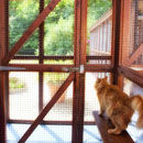 Chichester Cattery