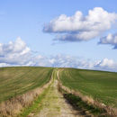 The South Downs Way, near Bignor