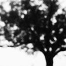 Tree in fog