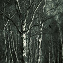 Crow, waiting