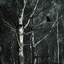 Crow, leaving