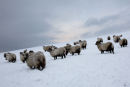 Badger sheep in snow