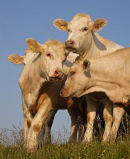 Charolais