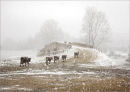 Cows in a snowstorm Portugal