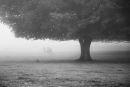 Longhorn grazing in the mist