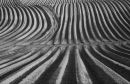 Potato field