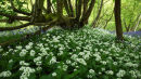 Ransomes in Spring