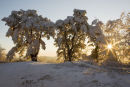 Sunset in the wood 2