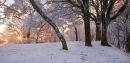 Sunset in the wood