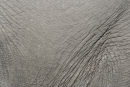 detail of a pachyderm