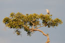 Heron beneath a gathering storm