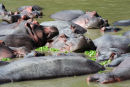 pod of Hippos 
