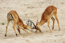 Rutting Impala rams