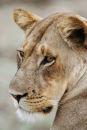 Portrait of a lioness