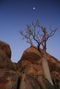 Moringa tree reaching for the moon