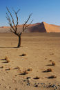 Dead tree, Namib Desert