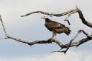 White Headed Vulture