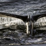 antarctia-ushuaia040