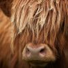 Highland Cow