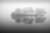Tree Island