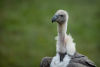 Vulture