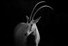 Oryx