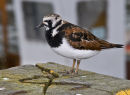 Turnstone