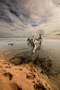 Beached tree